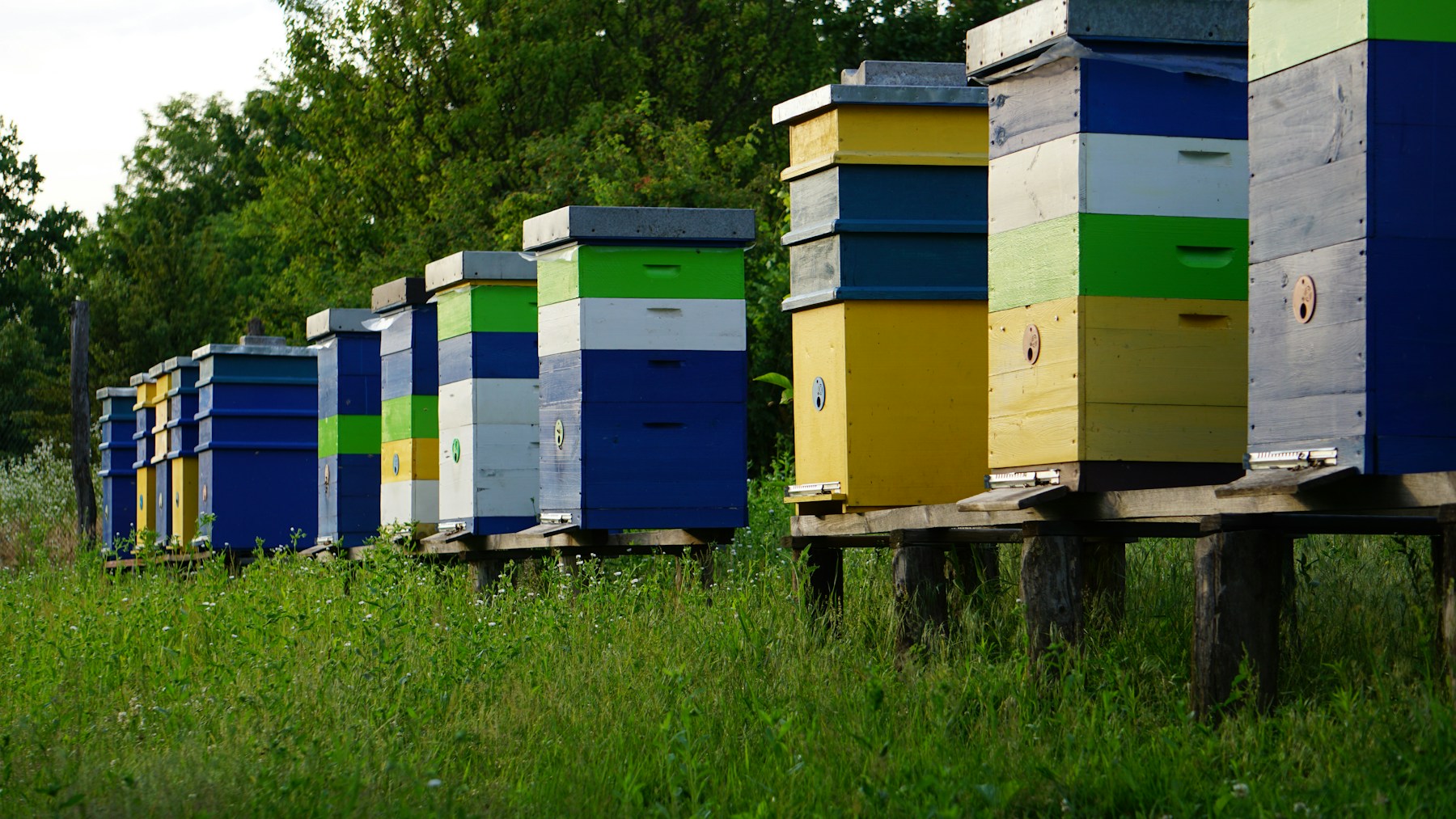 Colourful wooden beehives in a green rural apiary