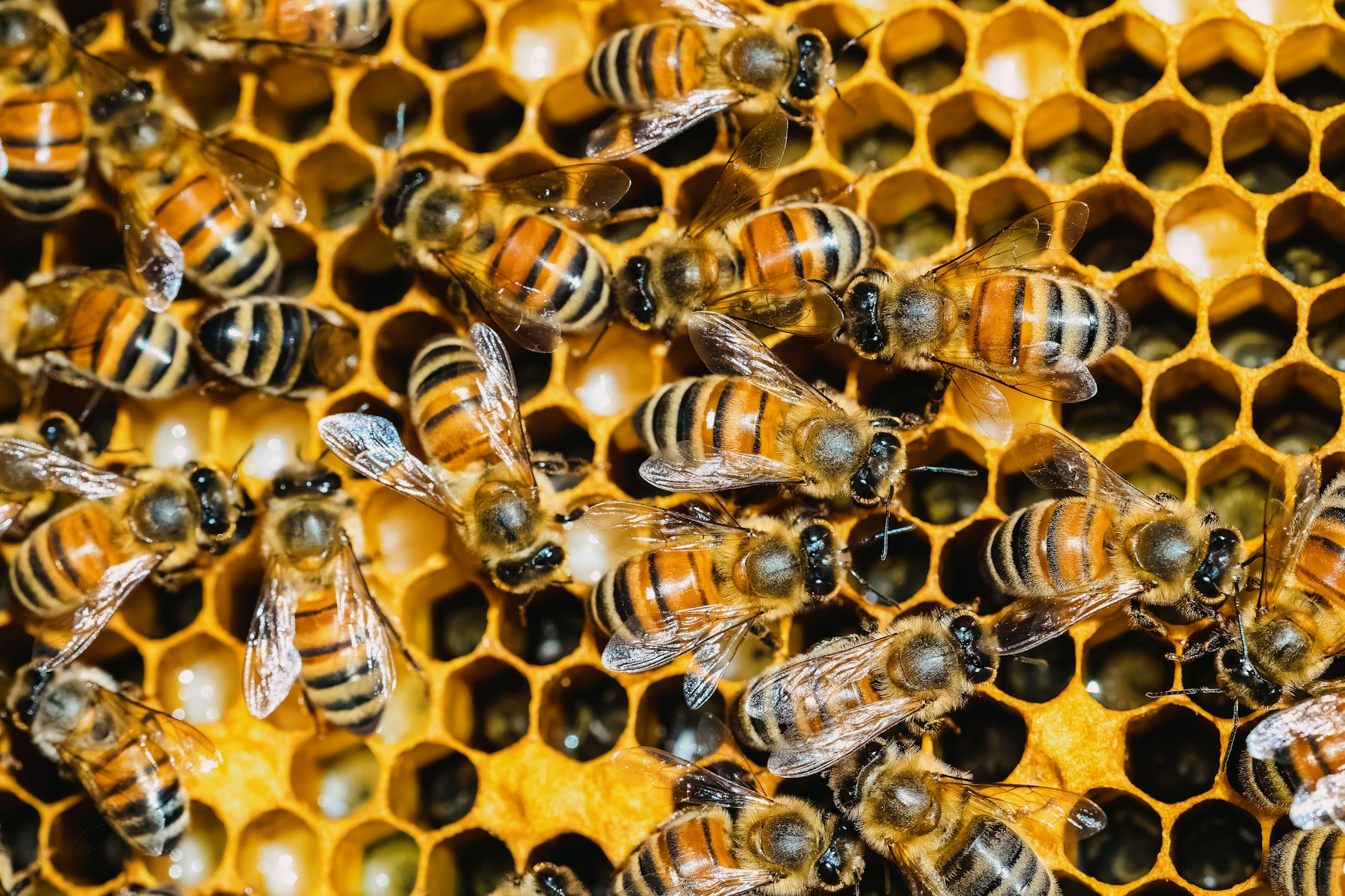 Honeybees on golden comb