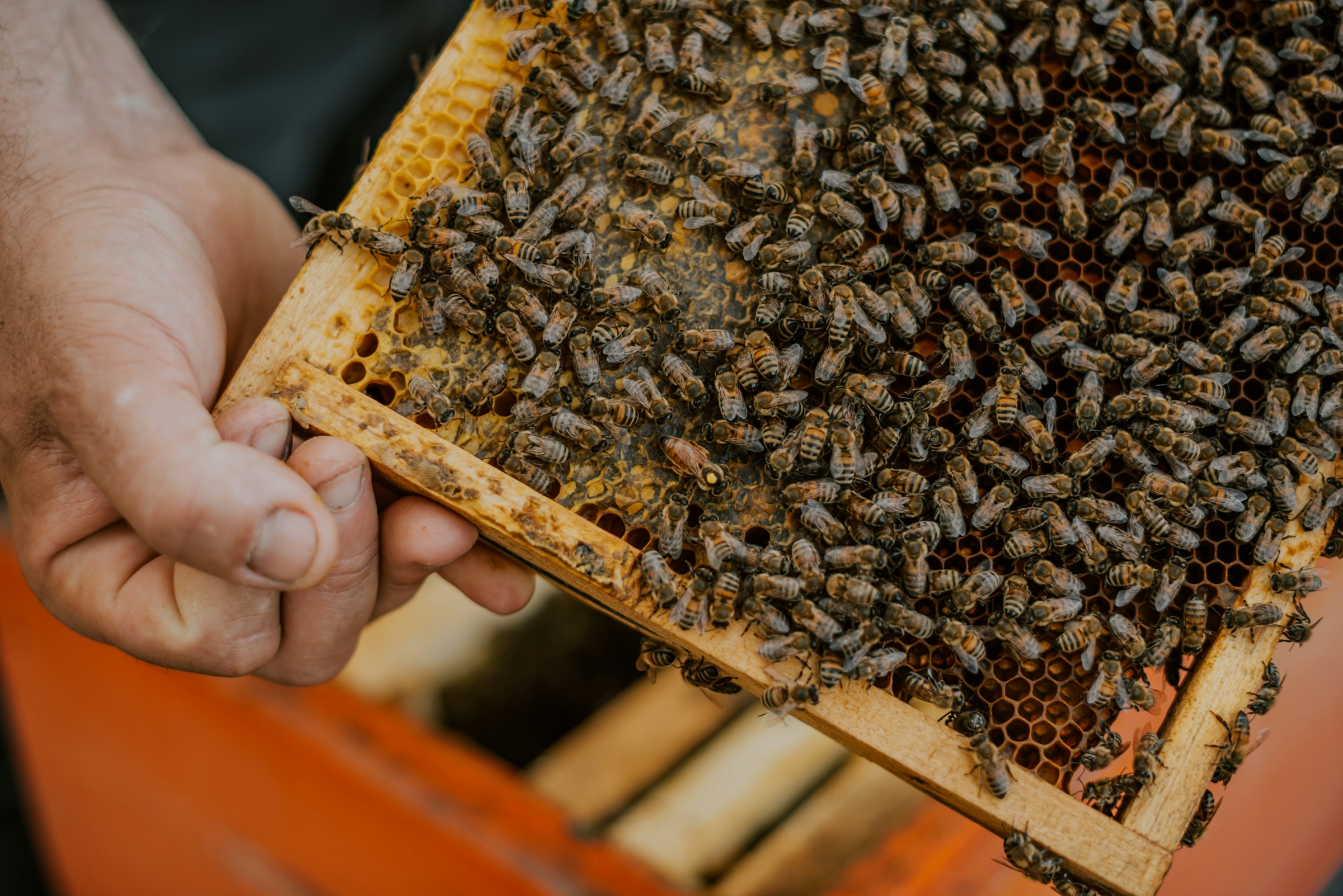 A beekeeper holding a wooden frame covered in honeybees and golden comb